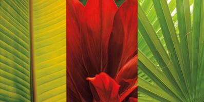 Tropical Treasure II #IS6510 Tropical Treasure II #IS6510