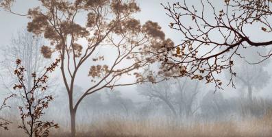 Early Morning Mist II #IS6947