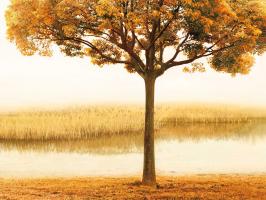 Golden Morning I #IS7212 Golden Morning I #IS7212