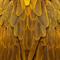 Feathered Friend - Golden #JBC112174 Feathered Friend - Golden #JBC112174