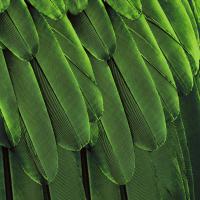 Feathered Friend - Green #JBC112176 Feathered Friend - Green #JBC112176