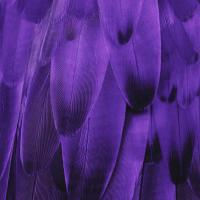 Feathered Friend - Purple #JBC112177 Feathered Friend - Purple #JBC112177