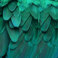 Feathered Friend - Aqua #JBC112179 Feathered Friend - Aqua #JBC112179