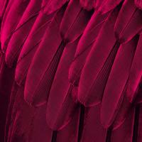 Feathered Friend - Magenta #JBC112344 Feathered Friend - Magenta #JBC112344
