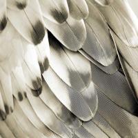 Feathered Friend - Pearl I #JBC112345 Feathered Friend - Pearl I #JBC112345