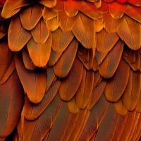 Feathered Friend - Burnt Orang #JBC112346 Feathered Friend - Burnt Orang #JBC112346