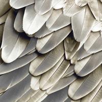 Feathered Friend - Pearl III #JBC112351 Feathered Friend - Pearl III #JBC112351
