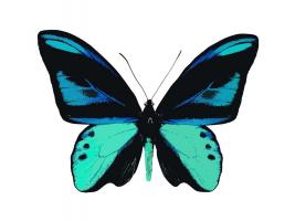 Vibrant Butterfly I #JBC113330 Vibrant Butterfly I #JBC113330