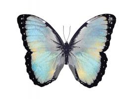 Blue Hue Butterfly #JBC113331 Blue Hue Butterfly #JBC113331