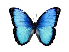 Vibrant Butterfly II #JBC113333 Vibrant Butterfly II #JBC113333