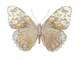 Butterfly in Taupe and Blue #JBC113334 Butterfly in Taupe and Blue #JBC113334