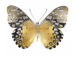 Golden Butterfly I #JBC113337 Golden Butterfly I #JBC113337