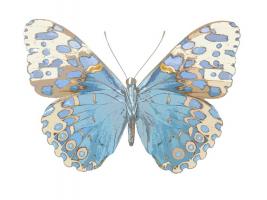 Buterfly with Indigo #JBC113341 Buterfly with Indigo #JBC113341