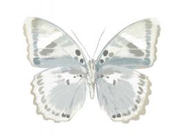 Butterfly in Mandarin #JBC113342 Butterfly in Mandarin #JBC113342