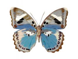 Butterfly in Pink I #JBC113343 Butterfly in Pink I #JBC113343