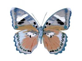Butterfly in Pink II #JBC113344 Butterfly in Pink II #JBC113344