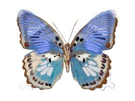 Golden Butterfly V #JBC113345 Golden Butterfly V #JBC113345
