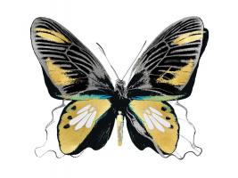 Vibrant Butterfly VI #JBC113346 Vibrant Butterfly VI #JBC113346