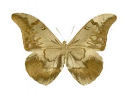 Golden Butterfly III #JBC113354 Golden Butterfly III #JBC113354