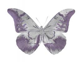 Butterfly in Amethyst I #JBC113355 Butterfly in Amethyst I #JBC113355