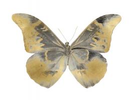 Golden Butterfly II #JBC113357 Golden Butterfly II #JBC113357