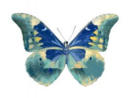 Butterfly in Aqua I #JBC113358 Butterfly in Aqua I #JBC113358