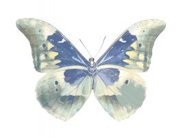 Butterfly in Aqua II #JBC113359 Butterfly in Aqua II #JBC113359