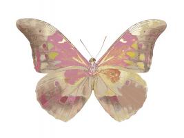 Butterfly in Grey IV #JBC113362 Butterfly in Grey IV #JBC113362