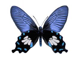 Vibrant Butterfly III #JBC113365 Vibrant Butterfly III #JBC113365