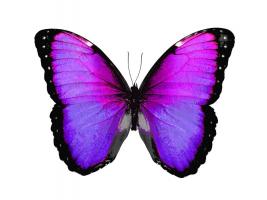 Vibrant Butterfly IV #JBC113366 Vibrant Butterfly IV #JBC113366