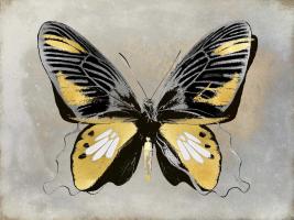 Butterfly Study III #JBC113435 Butterfly Study III #JBC113435