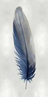 Blue Feather on Silver I #JBC114214 Blue Feather on Silver I #JBC114214