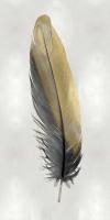 Gold Feather on Silver I #JBC114218 Gold Feather on Silver I #JBC114218