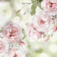Pink Rose Garden I #JL115068 Pink Rose Garden I #JL115068
