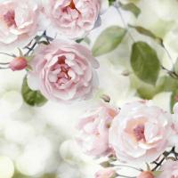 Pink Rose Garden II #JL115069 Pink Rose Garden II #JL115069