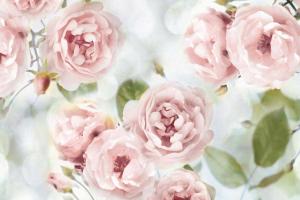 Pink Rose Garden III #JL115070 Pink Rose Garden III #JL115070