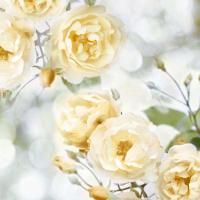 Yellow Rose Garden I #JL115071 Yellow Rose Garden I #JL115071
