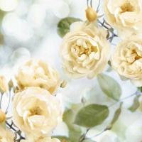 Yellow Rose Garden II #JL115072 Yellow Rose Garden II #JL115072