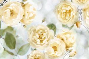 Yellow Rose Garden III #JL115073 Yellow Rose Garden III #JL115073