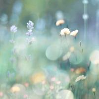 Morning Meadow I #KC111612 Morning Meadow I #KC111612