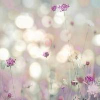 Floral Meadow I #KC111614 Floral Meadow I #KC111614