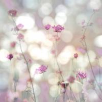 Floral Meadow II #KC111615 Floral Meadow II #KC111615