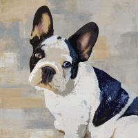 French Bulldog #KG114634 French Bulldog #KG114634