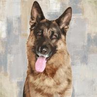 German Shepherd #KG114635 German Shepherd #KG114635
