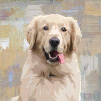Golden Retriever #KG114636 Golden Retriever #KG114636