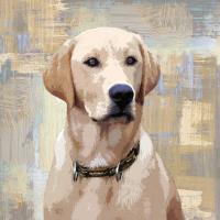 Labrador Retriever #KG114637 Labrador Retriever #KG114637