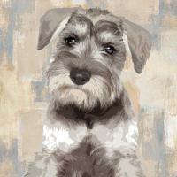 Miniature Schnauser #KG114638 Miniature Schnauser #KG114638