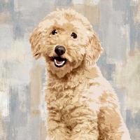 Poodle #KG114641 Poodle #KG114641