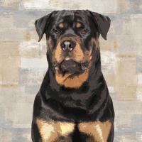 Rottweiler #KG114643 Rottweiler #KG114643