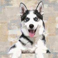 Siberian Husky #KG114644 Siberian Husky #KG114644
